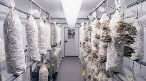 How to Construct a Mushroom Farming House