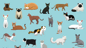 Complete List of Popular Cat Breeds