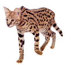 Serval Domestic Cat Description and Proper Care Guide