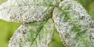 Powdery Mildew – Symptoms and Disease Control