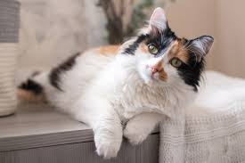 Calico Cat Breeds Description and Complete Care Guide