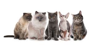 Cat Breed Identifier: The Art of Cat Breed Identification