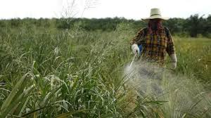 How and When to Fertilize a Pineapple Farm