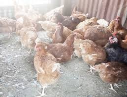 Harmattan and Its Effect on Poultry Production