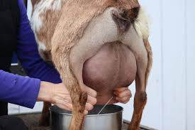 How to Increase Sheep Milk for Maximum Profit