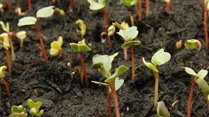 Soil Factors Influencing Crop Maturity, Ripening, and Senescence