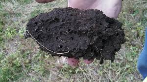 Soil Factors Influencing Crop Maturity, Ripening, and Senescence Soil Factors Influencing Crop Maturity, Ripening, and Senescence