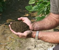 Soil Factors Influencing Crop Maturity, Ripening, and Senescence Soil Factors Influencing Crop Maturity, Ripening, and Senescence