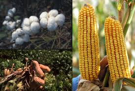 Crop Maturity in Agriculture: Key Concepts and Stages