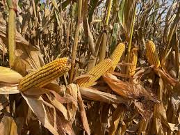 Crop Maturity in Agriculture: Key Concepts and Stages Crop Maturity in Agriculture: Key Concepts and Stages