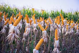 Crop Maturity in Agriculture: Key Concepts and Stages Crop Maturity in Agriculture: Key Concepts and Stages