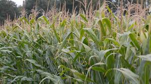 Crop Maturity in Agriculture: Key Concepts and Stages Crop Maturity in Agriculture: Key Concepts and Stages