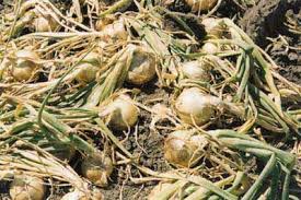Maturity Indices of Crop Products: Understanding Harvest Readiness