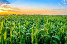 Maturity Indices of Crop Products: Understanding Harvest Readiness Maturity Indices of Crop Products: Understanding Harvest Readiness
