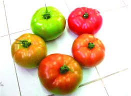 Maturity Indices of Crop Products: Understanding Harvest Readiness Maturity Indices of Crop Products: Understanding Harvest Readiness