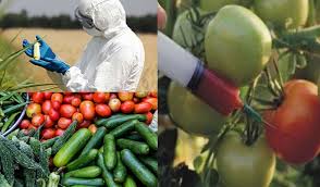 Tips for Fresh Storage of Fruits and Vegetables Fresh Storage of Fruits and Vegetables