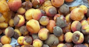 Storage and Shelf-Life Challenges in Agricultural Crop Products Storage and Shelf-Life Challenges in Agricultural Crop Products