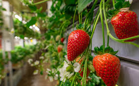 Storage and Shelf-Life Challenges in Agricultural Crop Products Storage and Shelf-Life Challenges in Agricultural Crop Products