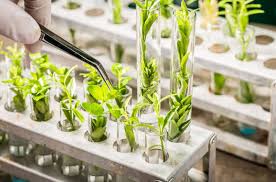 Introduction to Biotechnology in Agriculture