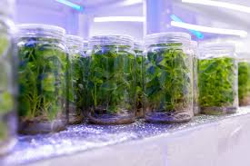 The Process of Micropropagation in Plant Propagation Techniques