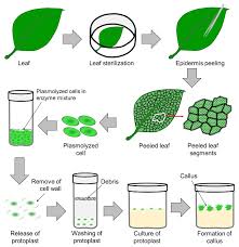 The Process of Micropropagation in Plant Propagation Techniques The Process of Micropropagation in Plant Propagation Techniques