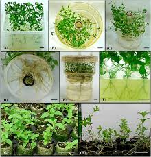 The Process of Micropropagation in Plant Propagation Techniques The Process of Micropropagation in Plant Propagation Techniques