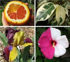 Mutation and Its Agricultural Significance