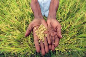 Mutation and Its Agricultural Significance Mutation and Its Agricultural Significance