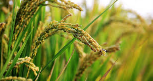 Mutation and Its Agricultural Significance Mutation and Its Agricultural Significance