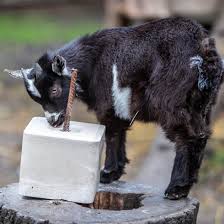 Is Licking Block Good for Baby Goats Health? Find Out