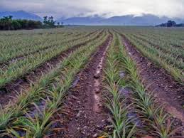 The Ideal Soil Type Required for Pineapple Farming