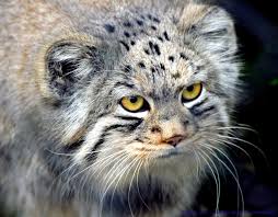 Pallas Cat Description and Complete Care Guide