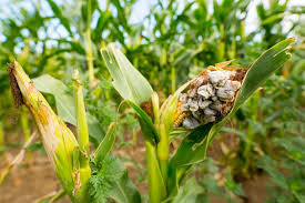 Fungal Pathogens and Crop Damage