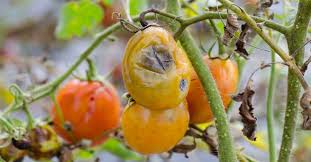 Fungal Pathogens and Crop Damage Fungal Pathogens and Crop Damage