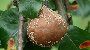 Fungal Pathogens and Crop Damage Fungal Pathogens and Crop Damage