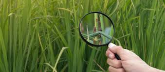 Production of Pest-Resistant Varieties in Crop Protection