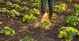 Production of Pest-Resistant Varieties in Crop Protection Production of Pest-Resistant Varieties in Crop Protection