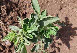 Production of Pest-Resistant Varieties in Crop Protection Production of Pest-Resistant Varieties in Crop Protection