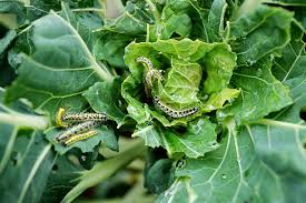 Introduction to Insect Pests Damage In Crops