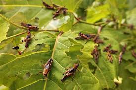 Introduction to Insect Pests Damage In Crops Introduction to Insect Pests Damage In Crops