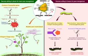 Introduction to Insect Pests Damage In Crops Introduction to Insect Pests Damage In Crops