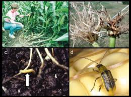 Introduction to Insect Pests Damage In Crops Introduction to Insect Pests Damage In Crops