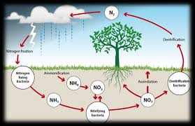 Role of Nitrogen in Supporting Agricultural Life and the Biosphere Role of Nitrogen in Supporting Agricultural Life and the Biosphere