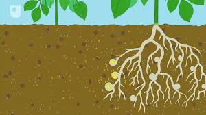 Role of Nitrogen in Supporting Agricultural Life and the Biosphere Role of Nitrogen in Supporting Agricultural Life and the Biosphere