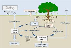 Nitrification and Its Role in Agricultural Nitrogen Management