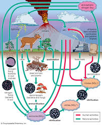 Nitrification and Its Role in Agricultural Nitrogen Management Nitrification and Its Role in Agricultural Nitrogen Management