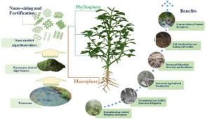Understanding Biofertilizers and Their Role in Sustainable Agriculture