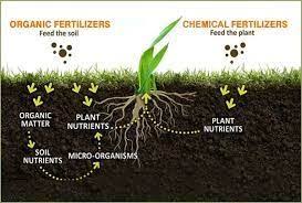 Understanding Biofertilizers and Their Role in Sustainable Agriculture Understanding Biofertilizers and Their Role in Sustainable Agriculture