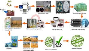 Understanding Biofertilizers and Their Role in Sustainable Agriculture Understanding Biofertilizers and Their Role in Sustainable Agriculture