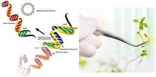Molecular Markers in Agriculture
